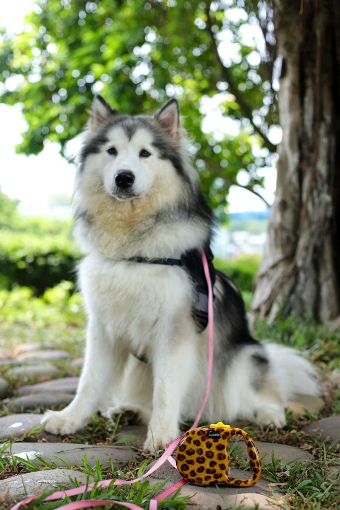 ROOKCRAN Dogness Retractable Dog Leash, Modern Medium, Leopard Print, Suitable for Small, Medium, and Large Dogs, Stylish and Safe for Pets, 106467