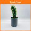 Cactus Artificial Simulation Green Plant Bonsai For Indoor And Decor Desktop