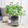 5pcs Lazy Hydroponic Flower Pot Automatic Water-Absorbing Flowerpot Transparent Double Layer Plastic Self Watering Planter Office