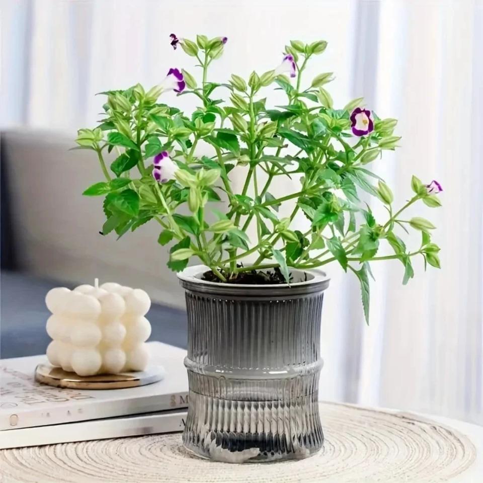 5pcs Lazy Hydroponic Flower Pot Automatic Water-Absorbing Flowerpot Transparent Double Layer Plastic Self Watering Planter Office
