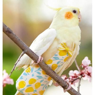 Nastavitelný letový oblek pro papouška a kapsa na plenku