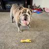 Funny Orange Chicken Squeaky Dog Toy, Durable Latex Chew Toy for Dogs, Interactive Puppy Teething Toy