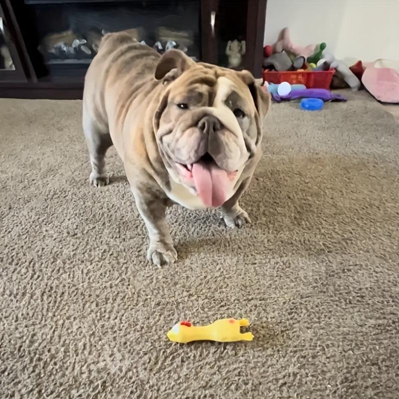Funny Orange Chicken Squeaky Dog Toy, Durable Latex Chew Toy for Dogs, Interactive Puppy Teething Toy