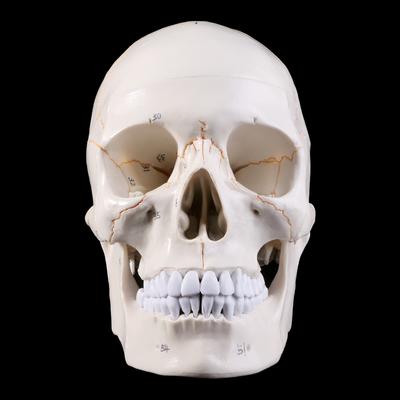 Lebensgroßes menschliches Schädelmodell Anatomische Anatomie Medizinische Lehre Skelett für Hea