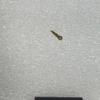 Used Rare translation NIXON Tiger Eye 42-20
