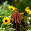 Rusty Echinacea Garden Art Stake Iron Plant Sculpture Weather Resistant Outdoor Decoration for Flower Beds Lawn