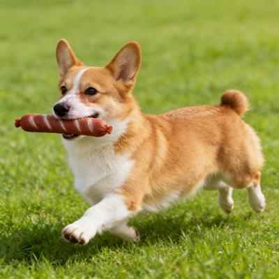 Köpek – Köpek oyuncakları