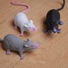 Home Decoration Fake Small Rat Party Decor Lifelike Mouse Model Prop Pet Cat Funny Toys