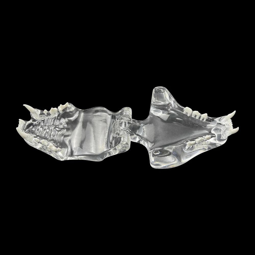 Transparent Dog Tooth Model Dog Cat Rabbit Dental Teaching Canine Cat Clear Typodont  Clinic