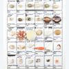 20 Natural Shell Conches with Holes for DIY Bracelet Charms