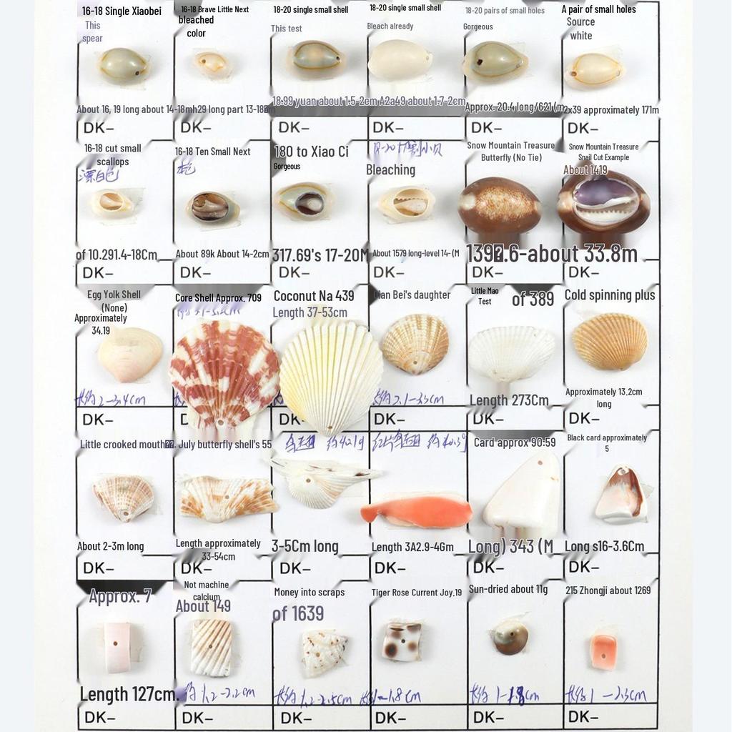 20 Natural Shell Conches with Holes for DIY Bracelet Charms