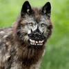 Halloween Dog Muzzle Spooky Prop Creepy Dog Costume with Large Teeth Hilarious Dog Muzzle Anti-Bite Werewolf Dog Muzzle