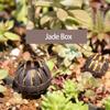 10 Pièces Boîte à Engrais pour Bonsaï Paniers à Engrais à Plantation Automatique Forme de Griffe en Plastique Contrôle de Fertilisation
