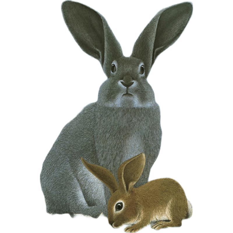 Goodbye, Little Rabbit