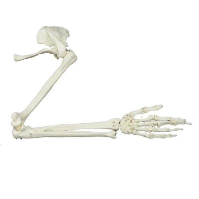 Anatomisch Bovenste Ledemaat Skelet Model Levensgroot Skelet Model, Levensgroot Menselijk Arm Skelet Model voor Anatomische Studie