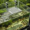 Schildkröten Sonnenplattform mit Rampe Verstellbar Robust