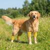 Anti-dirty Pet Knee Pads Soft Dog Leg Warmer Puppy Leg Protector Dog Elbow Cover  Front Rear Legs