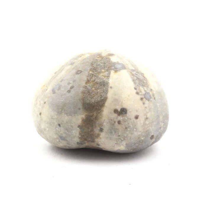 Stones and Minerals. Fossil Sea Urchin, Toxaster Amplus. 171.65 Ct. Claix, Isère, France.