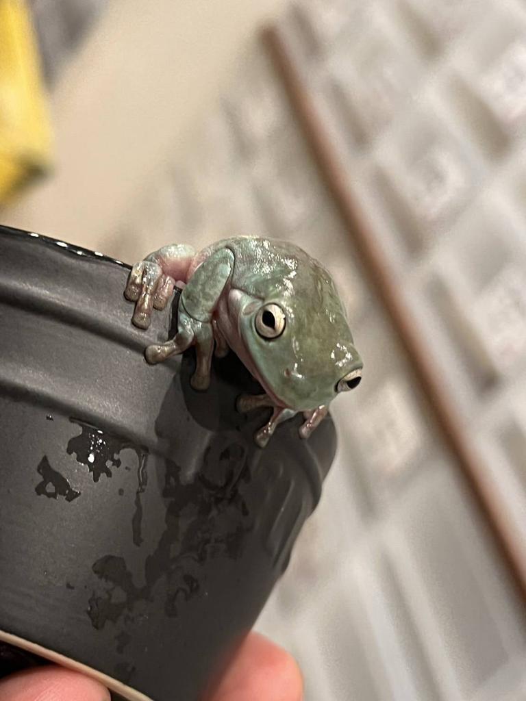 Pełnowartościowe odżywianie na bazie świerszczy dla rzekotek – Wysokobiałkowe i o naturalnym smaku – ECOROGY IEAMEGAERU BAIT 50 g × 1 Opakowanie lub 2 Opakowania