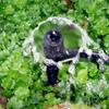 360 Degree Adjustable 8 Hole Spiked Sprinkler Drip Irrigation Dripper Garden Agriculture Lawn Greenhouse Watering Nozzles 10Pcs