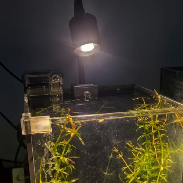 Aluminum Mixture Fish Container Clip Lamp Customizable Brightness Degrees Energy Saving LED Technology