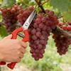 Pack Of 2 Stainless Steel Fruit Picking Scissors Portable Pruning Tool For Gardening And Pruning With Ergonomic Handle