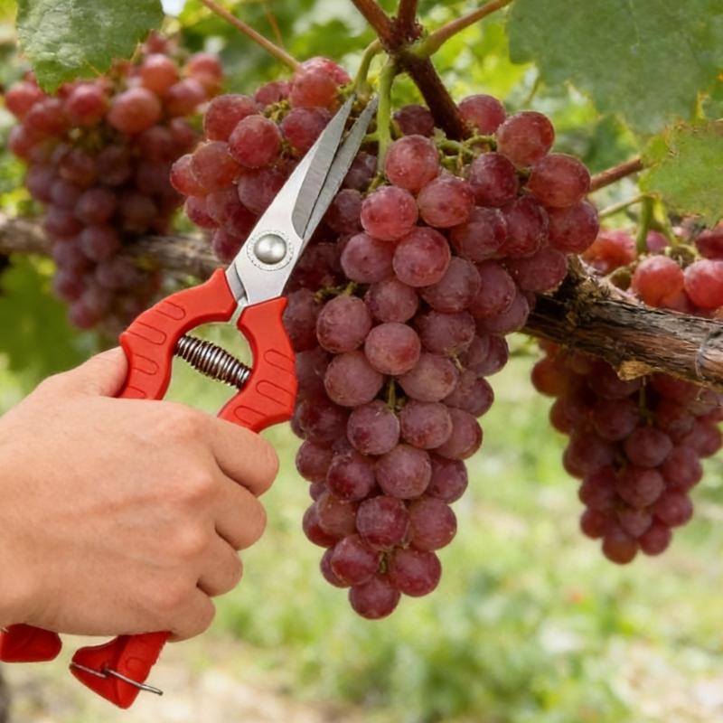 Pack Of 2 Stainless Steel Fruit Picking Scissors Portable Pruning Tool For Gardening And Pruning With Ergonomic Handle