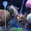 Transparent Coral Feeder Acrylic Coral Feeding Tube Liquid Fertilizer Adder  for Coral Feeding