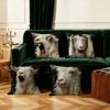 Spooky Goat Face 2D Cushion Cover Bedroom Living Room Sofa Christmas Decorations Soft Pillowcase With Zipper