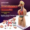 55CM Human Anatomy Hermaphrodite Torso Model with 19 Removable Parts