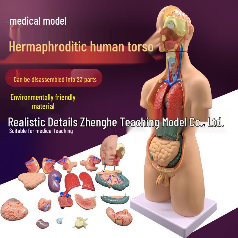 

55CM Human Anatomy Hermaphrodite Torso Model with 19 Removable Parts 55CM
