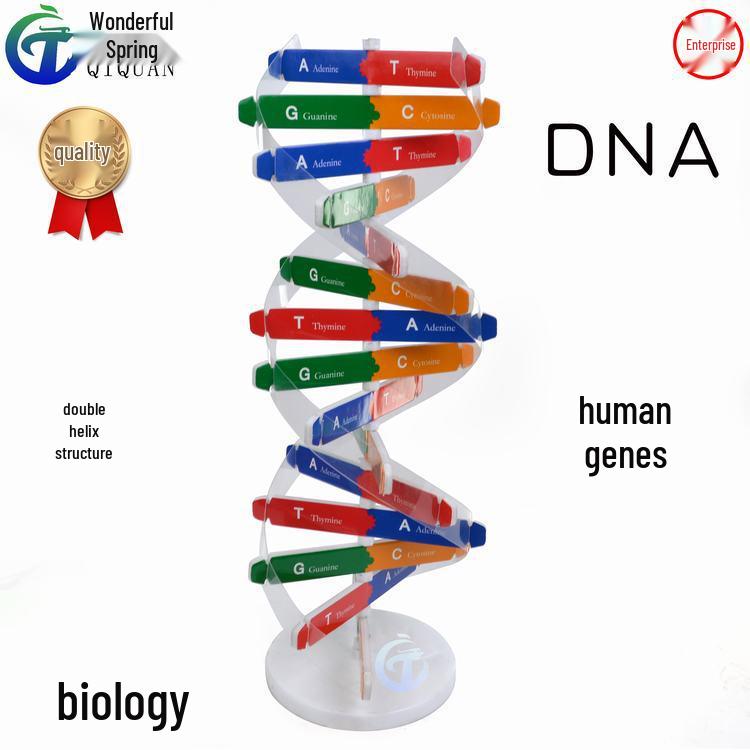 Human DNA Helix Model: DIY Biological Science Experiment & Teaching Aid