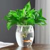 Hydroponic Glass Cylinder Vase for Pothos & Peace Lily - Transparent Water Culture Container with Free Shipping.
