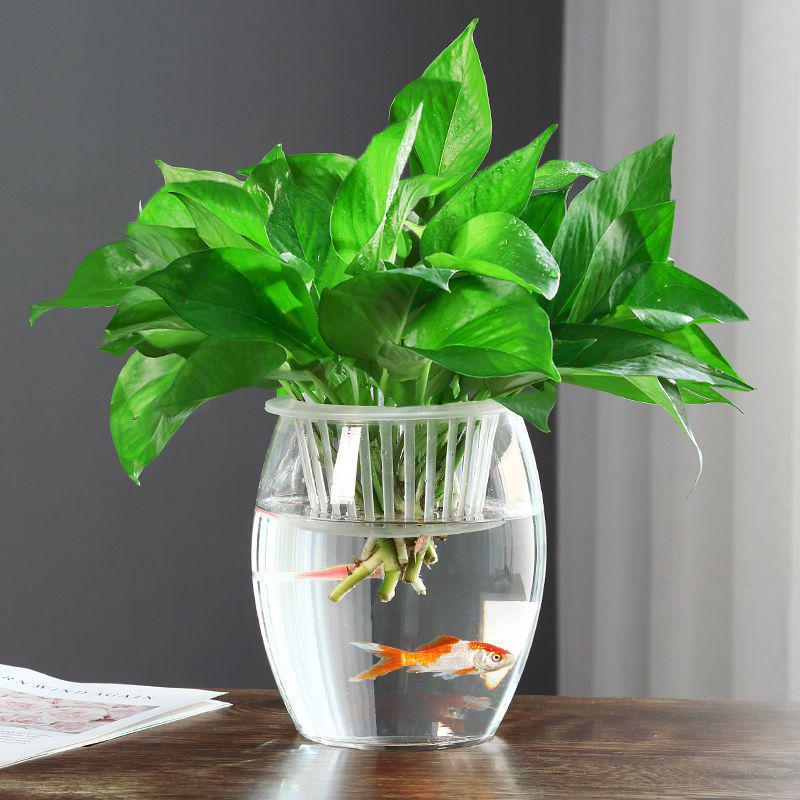 Hydroponic Glass Cylinder Vase for Pothos & Peace Lily - Transparent Water Culture Container with Free Shipping.