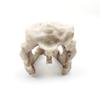 1 Set Resin Dinosaur Fossil Simulation Mini Dinosaur Ornaments Decorative Props Crafts Arts Artificial Decor for Fish Tank Aquarium
