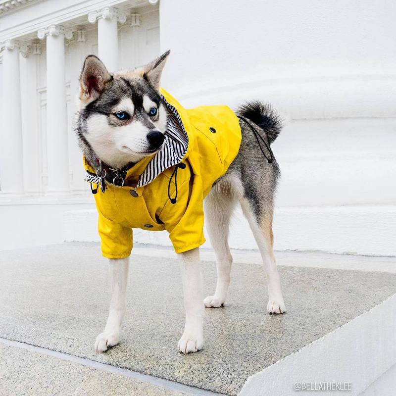 Wasserdichter Hundemantel für kleine, mittelgroße und große Hunde, Katzen, Haustier-Regenmantel, Hundesport-Kapuzenpullover, Haustiermode, hochwertige Kleidung