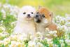 Beverly In Beverly Jigsaw Puzzle First Love Dog X 38 (BEVERLY) [Made Japan] 300-Piece (26 Cm) P33-205