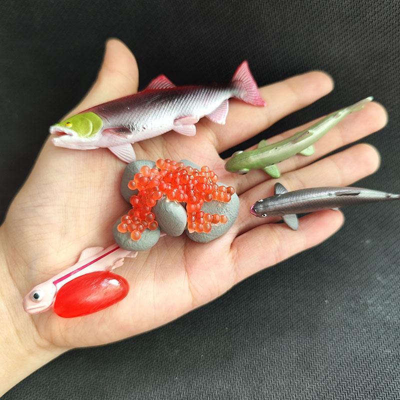 Children Simulation Biology Model Toy Animal Plant Life Growth Cycle Montessori Children Toys Set Teaching Aids Educational Toys