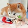 Hund Schnüffeltoy Lustige Nudelform Geruchstraining Leckendes Futterspielzeug Haustier Hund Schnüffelpuzzle Spielzeug Katzenspielzeug