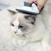 Removal BrushBrush Cats and Dogs Special Comb Beauty Massage Self-cleaning Needle Comb Pet SuppliesDog Comb Pet Hair