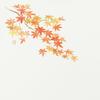 Daikoku Industrial Placemats, Autumn Leaves, 26 X 38cm, Table Mat, E Type, No. 91, Autumn Leaves, 31037, Pack of 100