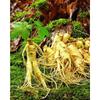 250g Organic Taiwan Dong Ding Ginseng Oolong Loose Leaf Slimming Tea