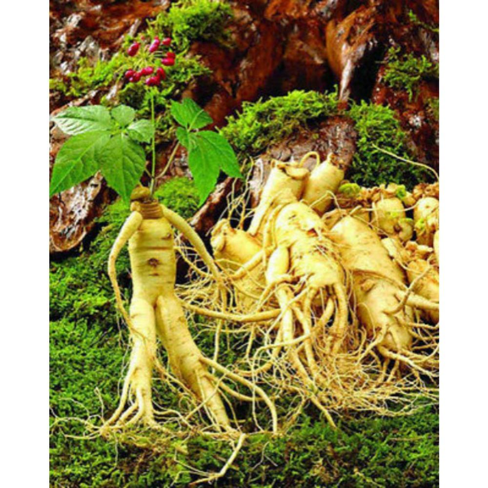 250g Organic Taiwan Dong Ding Ginseng Oolong Loose Leaf Slimming Tea