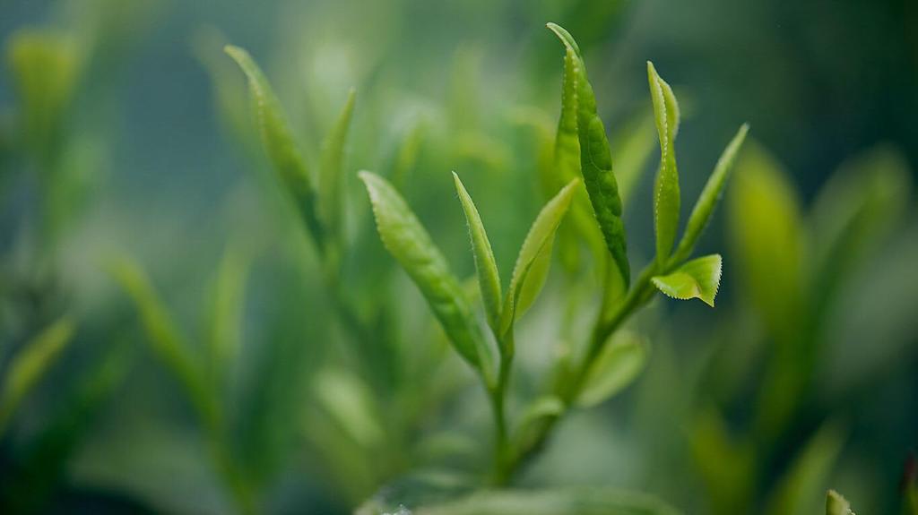 Otsuka Seicha Matcha Mt. Fuji 100g Green Tea Japanese Matcha (1 Bag)