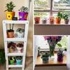 8 Pcs 10cm Small Colorful Plant Pots Plastic Flower Pots Indoor Plants Pots For Office Home With Pallet/trays, 8 Colors