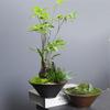 Retro Kiln Change Hydroponic Flower Pot Ceramic Modeling Pot Non-Porous Copper Coin Grass Green Dill Narcissus Pot Flower Arrangement Device