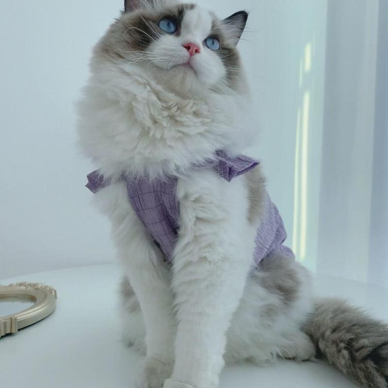 Katzen Sommerkleidung, Weiche Kätzchenkleidung mit Niedlichen Engelsflügeln, Haustierkleidung