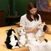 Stuffed Cat Simulation Doll Animal Cartoon Plush Toys Decoration Gifts Kids