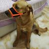 Breathable Mesh Puppy Big Dog Muzzle Prevent Biting Barking Pet Accessories for Small Medium Large Dogs Corgi mascotas Supplies