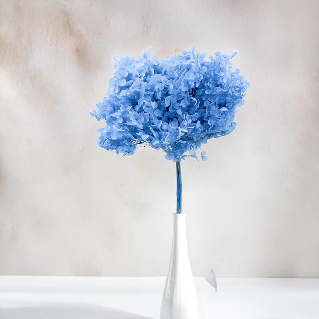 Hortensja Stabilizowana (Hydrangea Cabeza) - Royal - Niebieska